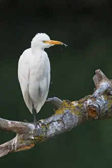 Bird Watching Europe Drucke: Cattle Egret