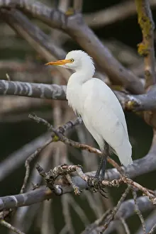 Cattle Egret Drucke: Cattle Egret