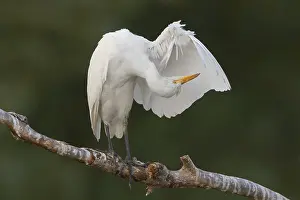 Bird Preening Behavior Drucke: Cattle Egret