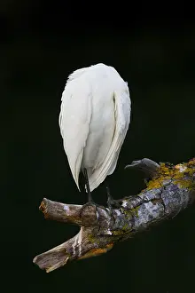 Ciconiiformes Order Birds Drucke: Cattle Egret