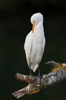Cattle Egret Drucke: Cattle Egret