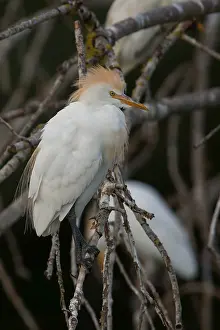 Wildlife Animals Drucke: Cattle Egret