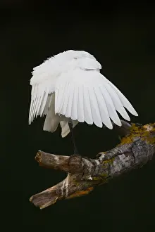 European Bird Drucke: Cattle Egret