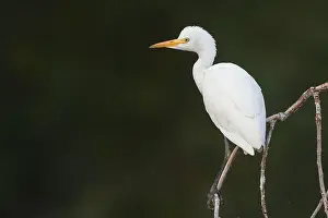 Wildlife Animals Drucke: Cattle Egret