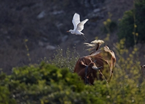 European Wildlife Nature Scenes Drucke: Cattle Egret, Bubulcus ibis
