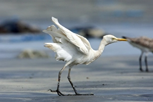 Pelecaniformes Order Birds Drucke: Cattle Egret; Bubulcus ibis