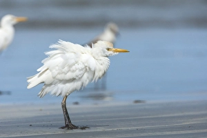 Wildlife Photography Outdoor Drucke: Cattle Egret; Bubulcus ibis