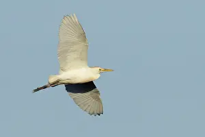 American Wildlife Drucke: Cattle Egret, Bubulcus ibis