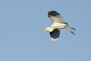 Nature Photography US Drucke: Cattle Egret, Bubulcus ibis
