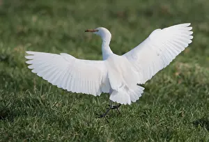 Februar Drucke: Rennvogel, Bubulcus ibis