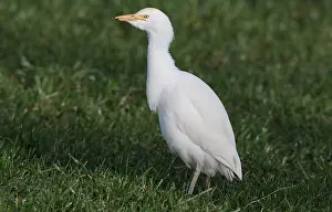 Beautiful Wildlife Photography Drucke: Cattle Egret, Bubulcus ibis