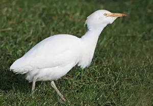 Cattle Egret, Bubulcus ibis