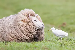 Bilder Datiert 15. März 2020: Rennvogel, Bubulcus ibis