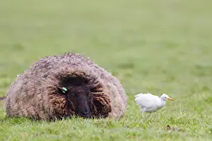 Birds Of The Netherlands Drucke: Cattle Egret, Bubulcus ibis