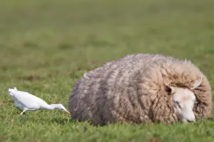 Birds Of The Netherlands Drucke: Cattle Egret, Bubulcus ibis