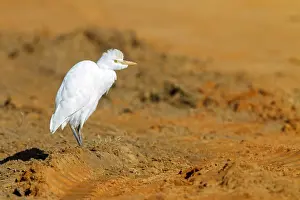 Gerahmter Druck : Eisvogelbülbül Gerahmter Druck : Eisvogelbülbül