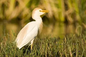 Gerahmter Druck : Eisvogelstorch, Bubulcus ibis