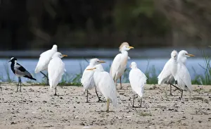 Botswana Wildlife Safari Drucke: Cattle Egret, Bubulcus ibis