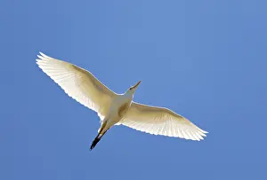 Rennvogel, Bubulcus ibis