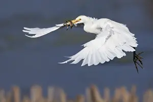 Bubulcus Ibis Drucke: Cattle Egret, Bubulcus ibis