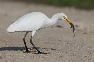 Bubulcus Ibis Drucke: Cattle Egret, Bubulcus ibis