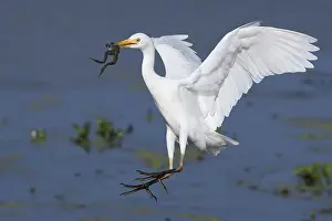 Bubulcus Ibis Drucke: Cattle Egret, Bubulcus ibis