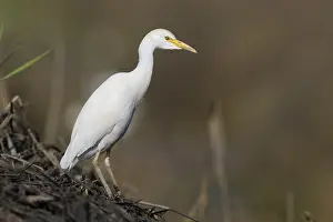 Italian Wildlife Drucke: Cattle Egret, Bubulcus ibis