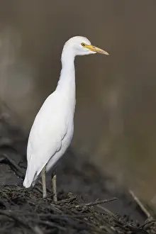 Bubulcus Ibis Drucke: Cattle Egret, Bubulcus ibis