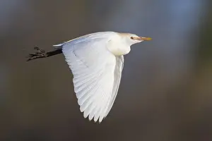 European Wildlife Birds Drucke: Cattle Egret, Bubulcus ibis