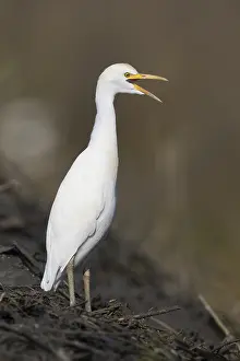 Vertical Bird Photography Drucke: Cattle Egret, Bubulcus ibis