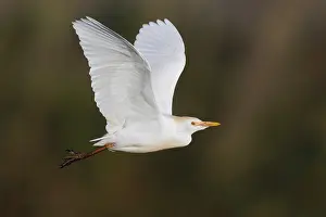 Birds In Flight Europe Drucke: Cattle Egret, Bubulcus ibis