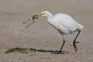 Bubulcus Ibis Drucke: Cattle Egret, Bubulcus ibis