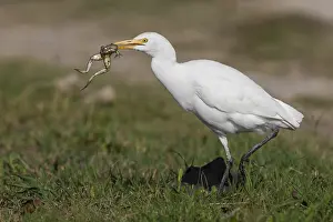Bird Watching Europe Drucke: Cattle Egret, Bubulcus ibis