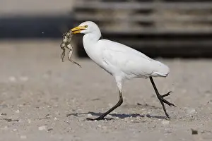 Bubulcus Ibis Drucke: Cattle Egret, Bubulcus ibis
