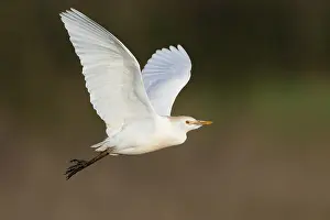 Flying Birds Europe Drucke: Cattle Egret, Bubulcus ibis