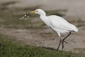 Bubulcus Ibis Drucke: Cattle Egret, Bubulcus ibis