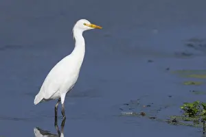 Bird Watching Europe Drucke: Cattle Egret, Bubulcus ibis