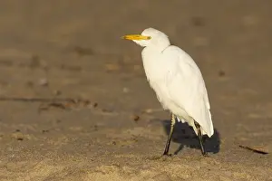 Bubulcus Ibis Drucke: Cattle Egret, Bubulcus ibis