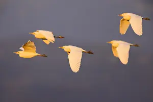 Bubulcus Ibis Drucke: Cattle Egret, Bubulcus ibis