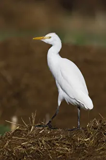 Bubulcus Ibis Drucke: Cattle Egret, Bubulcus ibis