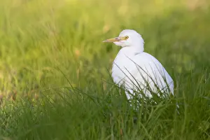 Wildlife Animals Drucke: Cattle Egret, Bubulcus ibis