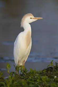 Wildlife Nature Photos Drucke: Cattle Egret, Bubulcus ibis