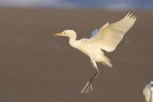 Bubulcus Ibis Drucke: Cattle Egret, Bubulcus ibis
