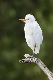 Daytime Animal Photography Drucke: Cattle Egret, Bubulcus ibis