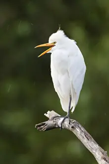 Bubulcus Ibis Drucke: Cattle Egret, Bubulcus ibis