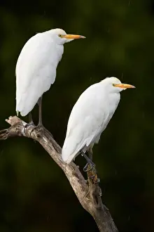 Bubulcus Ibis Drucke: Cattle Egret, Bubulcus ibis
