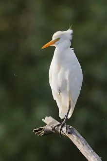 Bubulcus Ibis Drucke: Cattle Egret, Bubulcus ibis