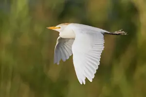Daytime Wildlife Images Drucke: Cattle Egret, Bubulcus ibis