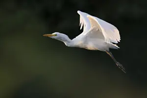 European Birds In Flight Drucke: Cattle Egret, Bubulcus ibis