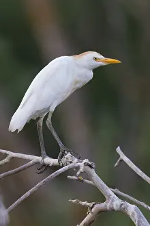Bubulcus Ibis Drucke: Cattle Egret, Bubulcus ibis